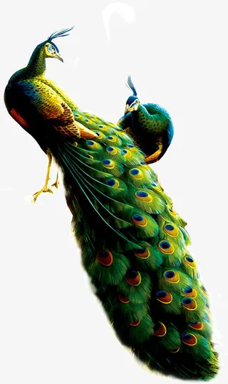 骄傲美丽的孔雀免抠