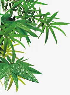 高清创意活动促销海报竹林免抠