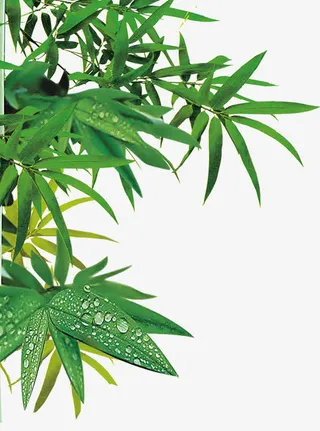 高清创意活动促销海报竹林免抠