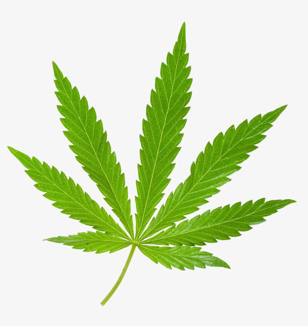 印度大麻嫩叶免抠