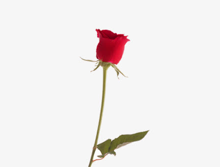 一束玫瑰免抠