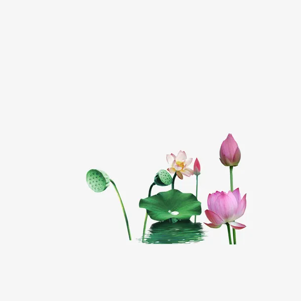 荷花荷叶png，素材免扣免抠