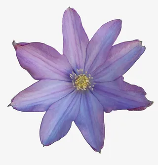 紫花免扣素材免抠