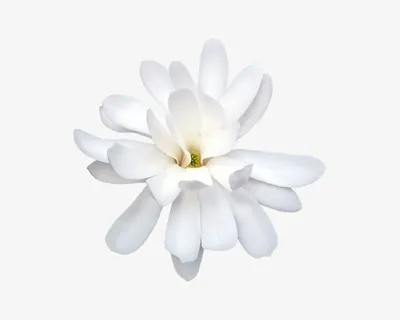 盛开的白色花朵免抠 盛开的白色花朵免抠