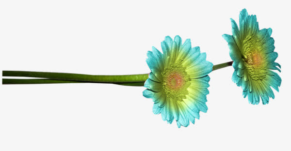 蓝色雏菊免抠