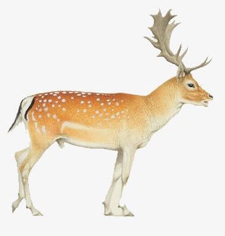 卡通梅花鹿免抠