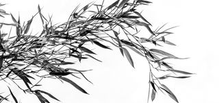 水墨水磨色的竹子图片高清