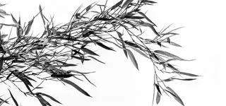 水墨水磨色的竹子图片高清