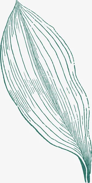 樟树叶手绘免抠