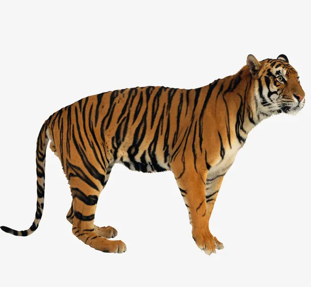 老虎猛虎免抠