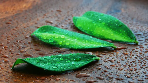 雨中绿叶素材免抠