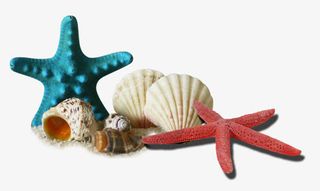 贝壳海星免抠