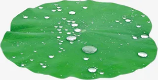 荷叶中国风清廉图片免抠