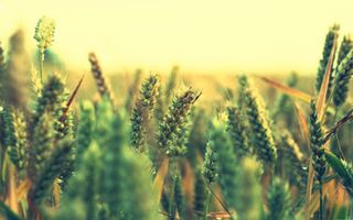 怀旧复古草地阳光免抠