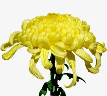黄色的菊花免抠 黄色的菊花免抠