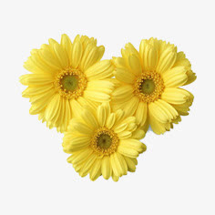花朵免抠