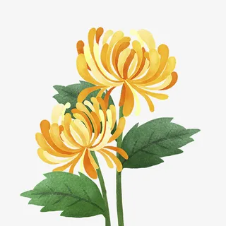 金秋秋菊手绘免抠