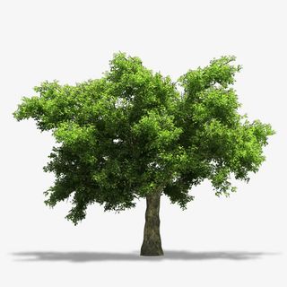 绿色大树免费下载免抠