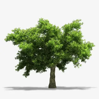 绿色大树免费下载免抠 绿色大树免费下载免抠