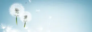 蒲公英唯美清新背景banner