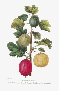 手绘插画灯笼果特产免抠 手绘插画灯笼果特产免抠