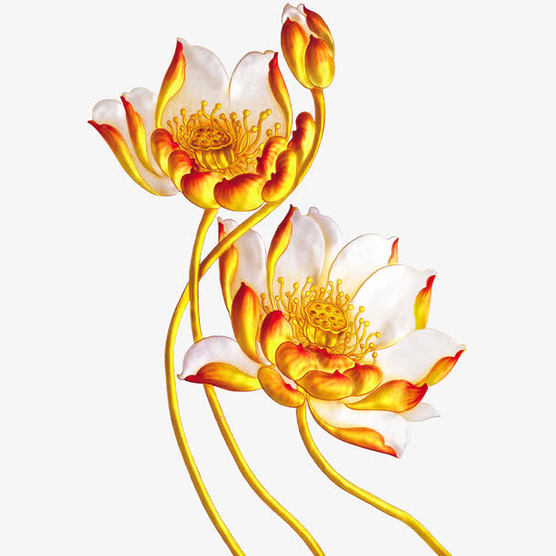 荷花免抠