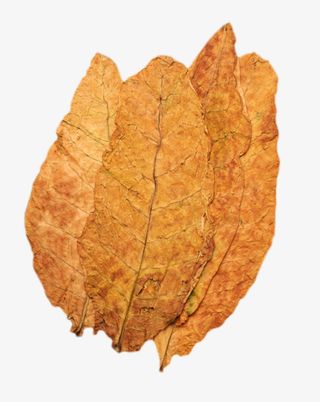 发黄褶皱的干烟叶实物免抠