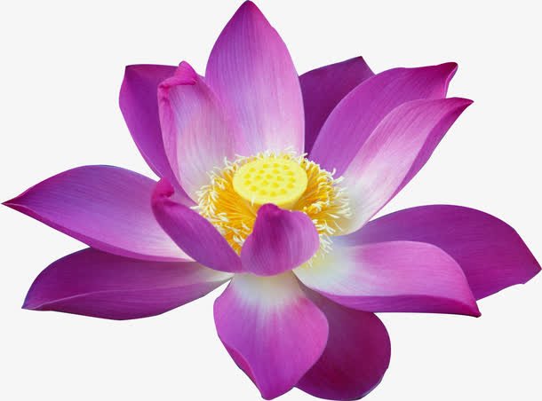 荷花免抠