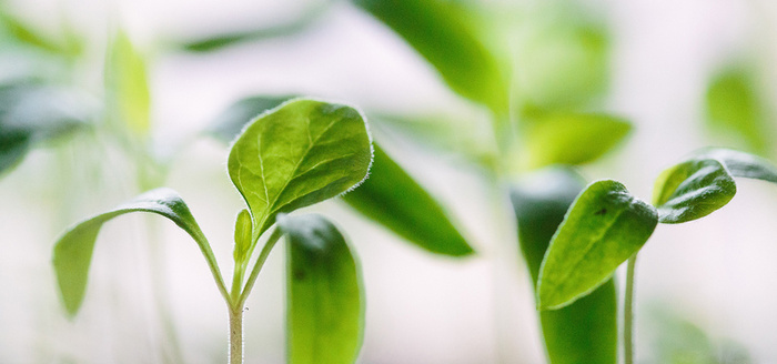 绿色发芽小植物清新背景高清