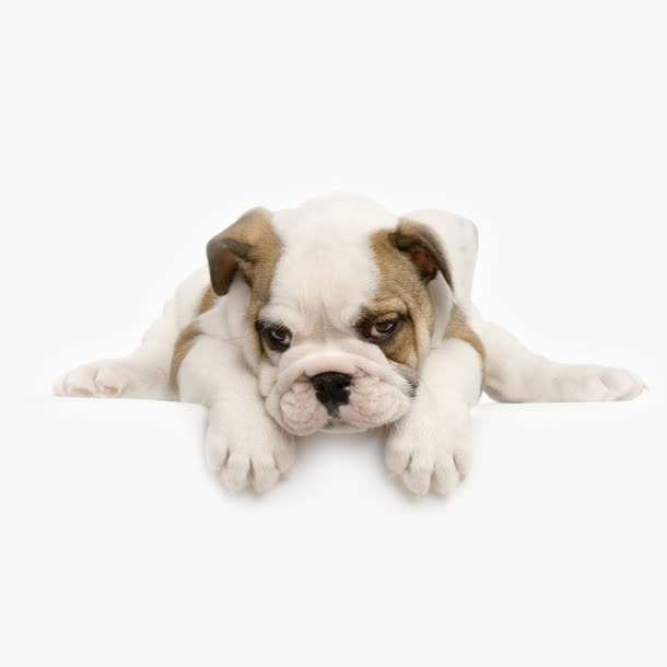 趴着的斗牛犬免抠
