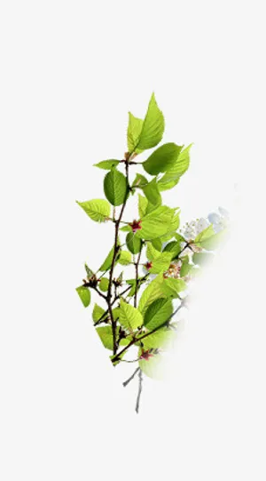 树枝小清新可爱装饰免抠