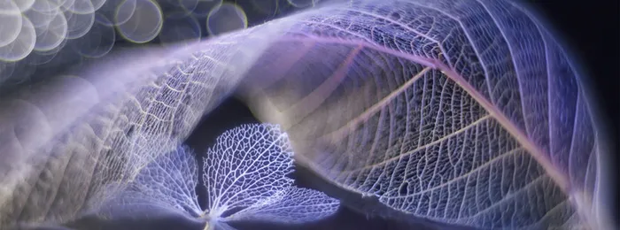 树叶纹路背景高清