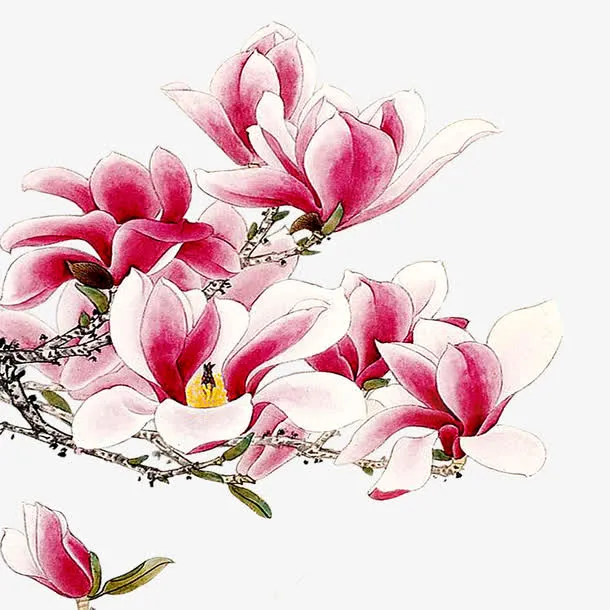兰花免抠