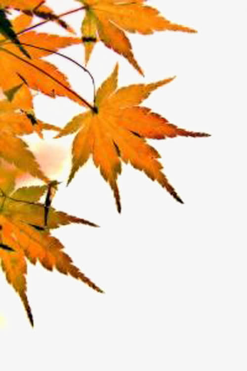 美丽的枫叶免抠