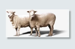 春季草原牛羊动物免抠