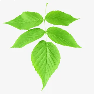 薄荷叶元素免抠