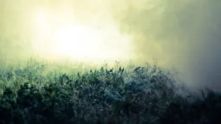 草地,背景,png,素材高清