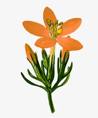 龙胆草矢量素材免抠