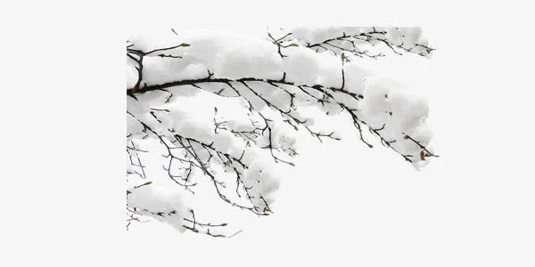 树枝上的积雪免抠