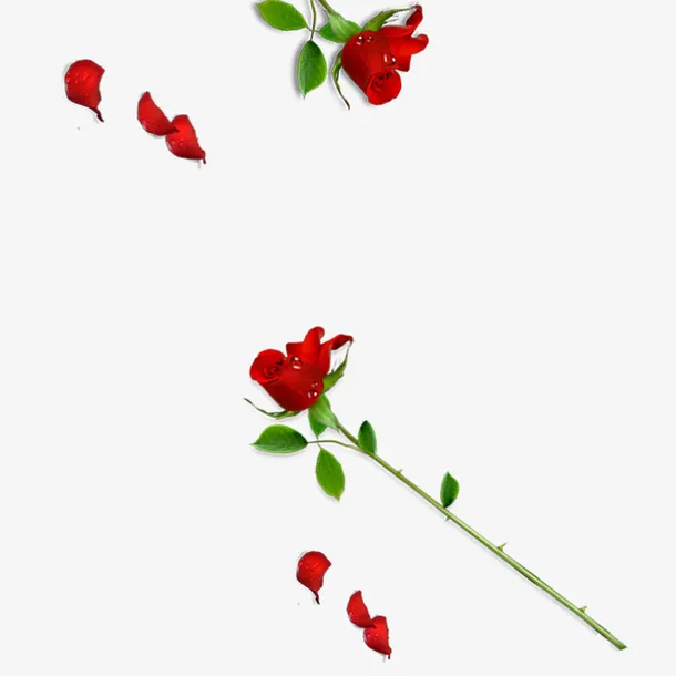 红色玫瑰花花瓣装饰图案免抠