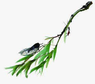 绿色水墨植物知了免抠