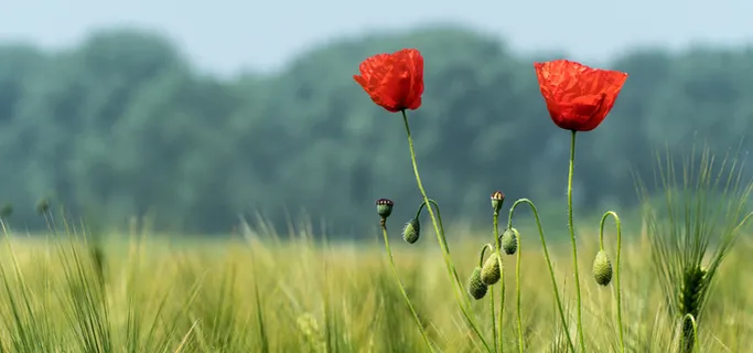 罂粟花开花高清