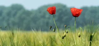 罂粟花开花高清