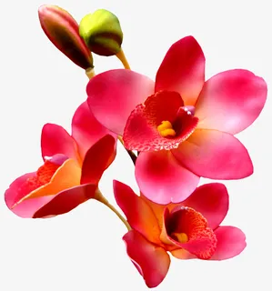 卡通装饰素材鲜花花草免抠