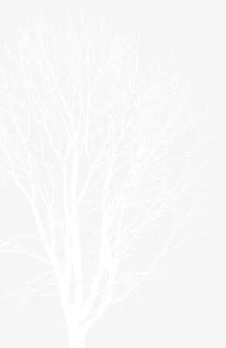 手绘冬季圣诞节树枝免抠