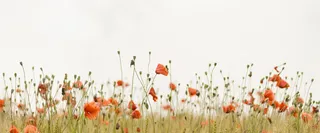 小清新服装花卉banner背景高清