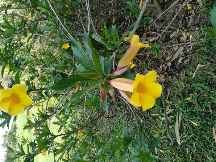 风景 小黄花高清