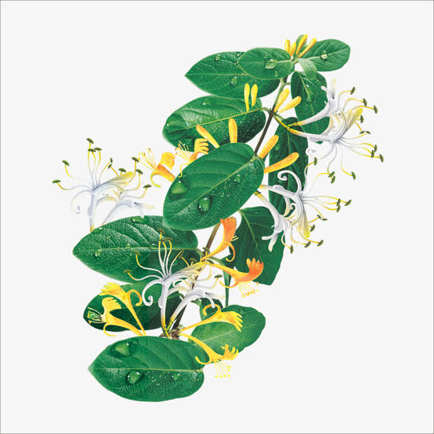 金银花免抠