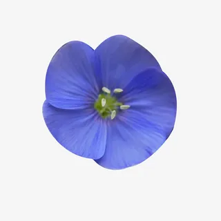 圆形亚麻籽花图片素材免抠