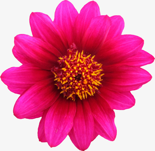 花 透明素材 png免抠